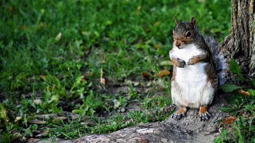 Close-up of squirrel on field