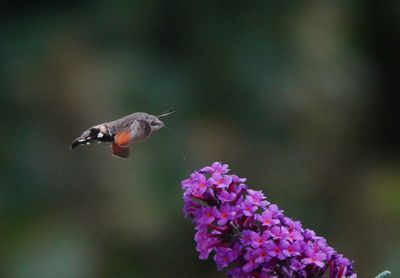 Bird flying over purple flower