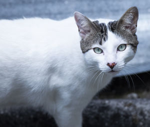 Close-up portrait of a cat