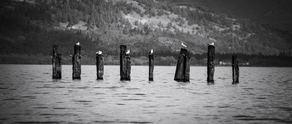 Seagulls perching on wooden posts in lake against mountain