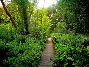 View of trees in forest