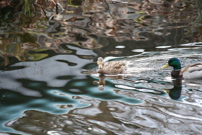 High angle view of ducks swimming on lake