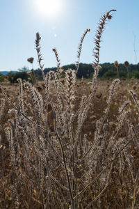 Close-up of crops on field against sky