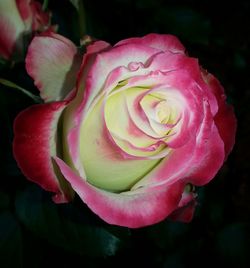Close-up of pink rose