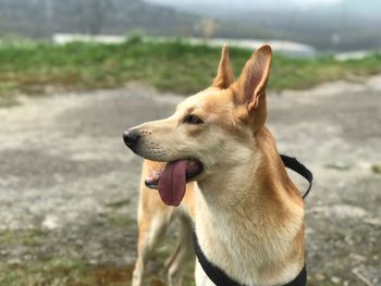 Close-up of dog looking away