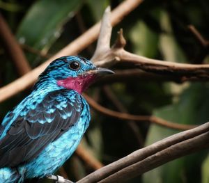 Close-up of a bird perching on branch