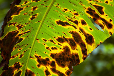 Wild banana leaves there are yellow and green alternating patterns 