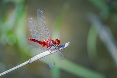 Close-up of dragonfly on plant