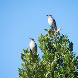 Low angle view of bird perching on tree against clear sky