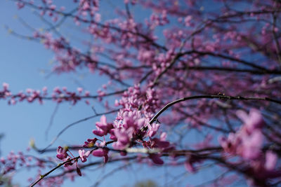 Low angle view of pink cherry blossom