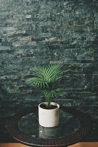 Close-up of potted plant against wall