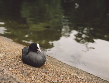 Close-up of coot relaxing at lakeshore