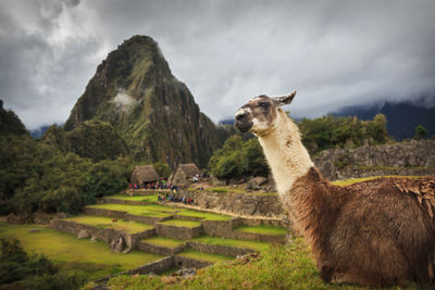 Alpaca standing on mountain