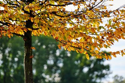 Low angle view of maple leaves on tree