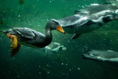 Close-up of duck swimming in lake