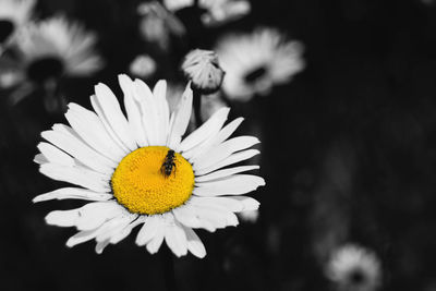 Close-up of daisy flower