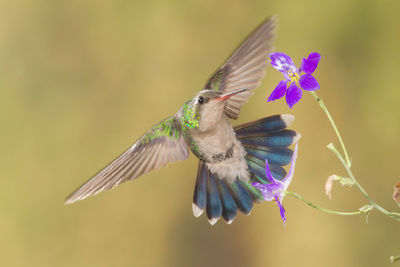 Close-up of butterfly pollinating on purple flower