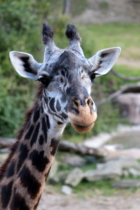 Portrait of giraffe