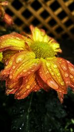 Close-up of water drops on flower