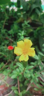 flowering plant