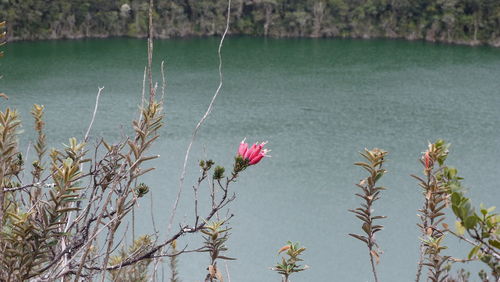Close-up of flowers against calm lake