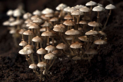 A lot macro wood mushrooms, mushroom with fungal growth. tree full of mushrooms mushroom background.