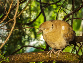 Close-up of bird perching on branch