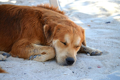 Close-up of a dog sleeping