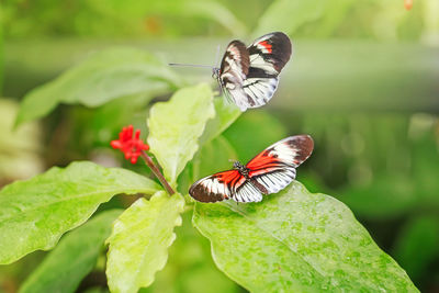 Closeup macro of two heliconius melpomene piano key butterfly. wild red insect animal 