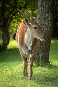 Common eland stands near tree turning head