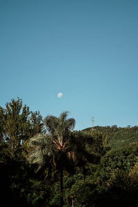 Low angle view of trees against clear blue sky