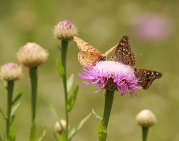 Close-up of butterfly on purple flowering plant