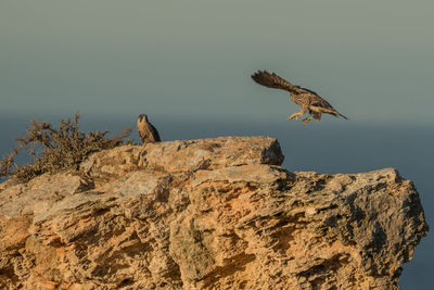 Low angle view of birds on rock