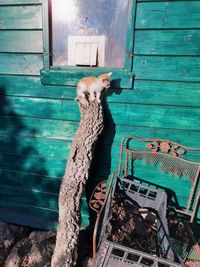 Cat relaxing on wooden door