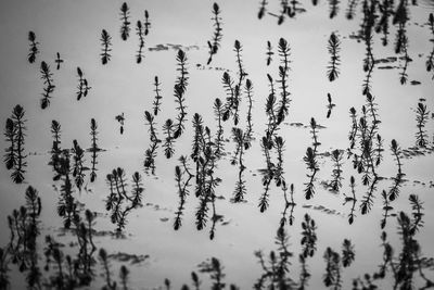 High angle view of plants on land against sky