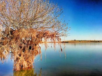 Reflection of trees in calm lake