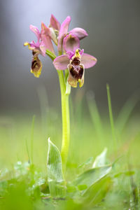 Close-up of purple flowering plant on field