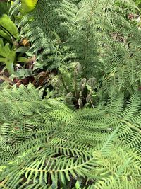 High angle view of fern leaves on tree