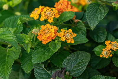 Close-up of red flowering plant