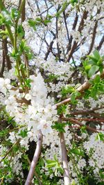 White flowers blooming on tree