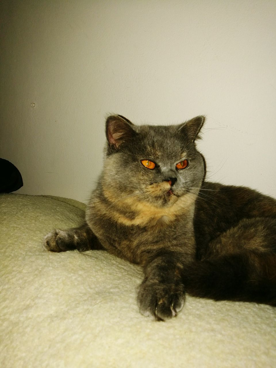 CLOSE-UP PORTRAIT OF CAT LYING DOWN