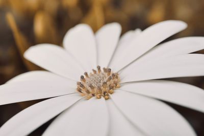 Close-up of white flower