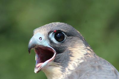 Close-up portrait of a bird