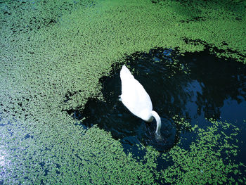 High angle view of duck swimming in lake