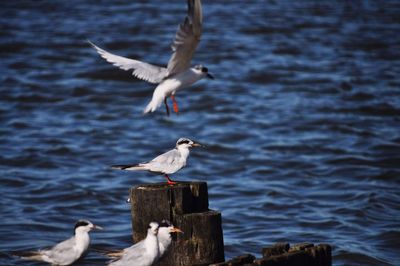 Common tern flying over sea