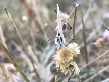 Close-up of butterfly pollinating on flower