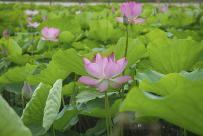 Close-up of pink water lily in pond