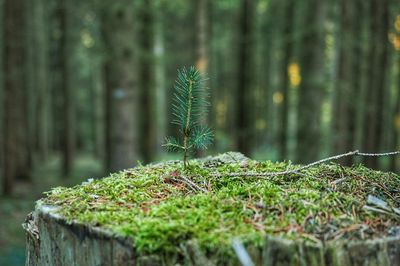 Close-up of moss growing on tree stump in forest