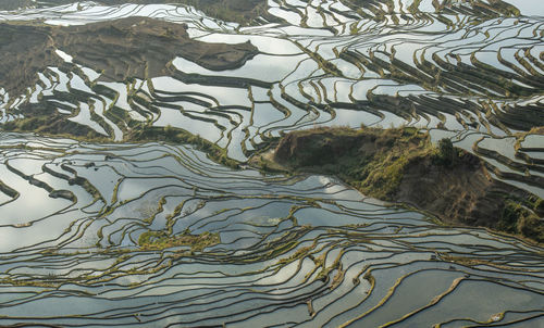 High angle view of plants growing on land