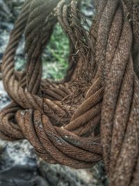 Close-up of rope tied on tree